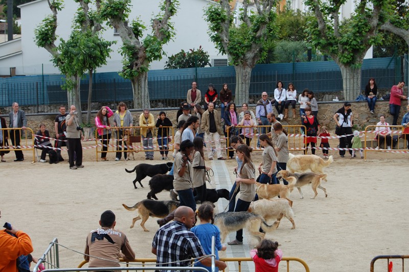 desfilada canina