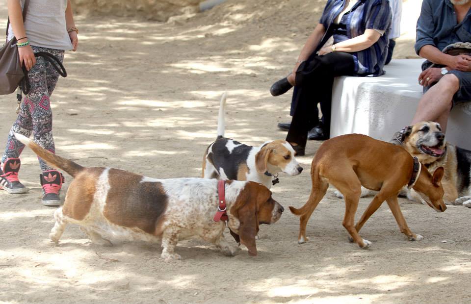 espai d'esbarjo per a gossos